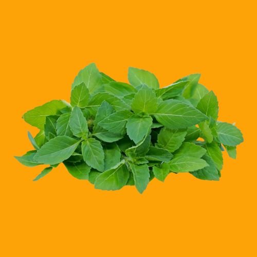 Holy Basil ( तुलसी के पत्ते )