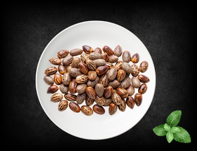 Castor-Seeds