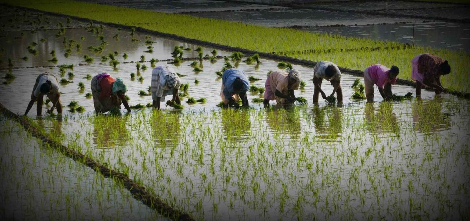 Rice-Export-in-india
